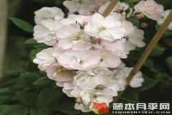 不眠羞涩Perennial Blush