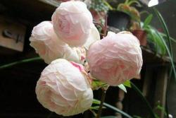 藤本玉玲珑Poetry Kordana