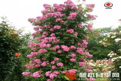 永恒蓝色Perennial Blue