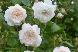 奥尔布莱顿(The Albrighton Rambler)