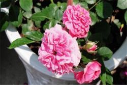 粉天鹅(Pink Swany)