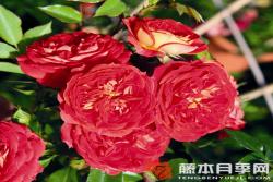 明星卡门Starlet® Rose Carmen