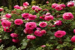 深粉龙沙宝石Pink Eden Rose