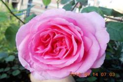 格特鲁德·杰基尔(GertrudeJekyll)