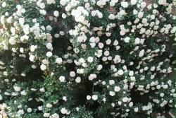 白米农(White Meillandina)