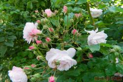 粉红怒塞特 Blush Noisette