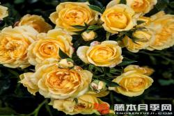 明星艾丽达Starlet® Rose Elida