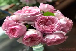 伊芙马蒂诺风琴Organtino
