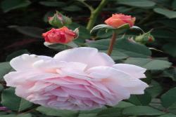 什罗普郡一少年(A Shropshire lad)