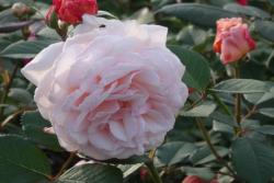 什罗普郡一少年(A Shropshire lad)
