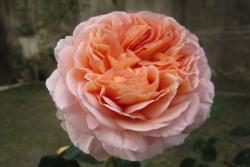 亚伯拉罕·达比（Abraham Darby）