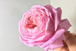 女人遗产Lady's heirloom