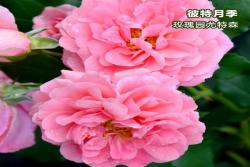 玫瑰园尤特森(Uetersen)
