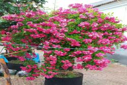[海棠蔷薇]海棠蔷薇花期_优缺点