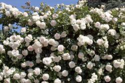 白色龙沙宝石Blanc Pierre de Ronsard