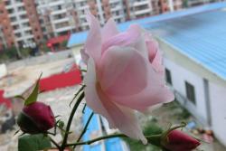情书(Billet Doux)