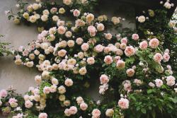 黄铜芙蓉Jaune Desprez
