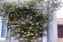第戎的荣耀(Gloire de Dijon)