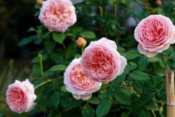 亚伯拉罕·达比（Abraham Darby）