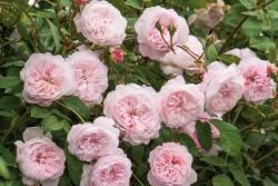 奥尔布莱顿(The Albrighton Rambler)
