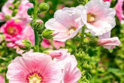 [蜀葵]蜀葵图片_花期_种植方法