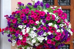 [矮牵牛]矮牵牛图片_花期_种植方法