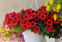 [矮牵牛]矮牵牛图片_花期_种植方法