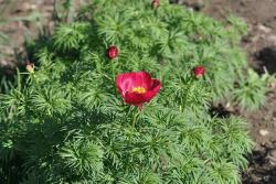 福寿花