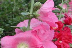 [蜀葵]蜀葵图片_花期_种植方法