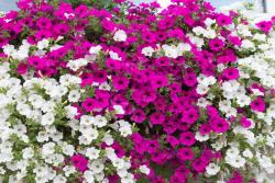 [矮牵牛]矮牵牛图片_花期_种植方法