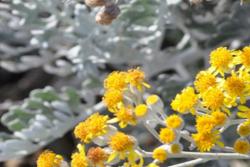 [银叶菊]银叶菊图片_花期_种植养护方法