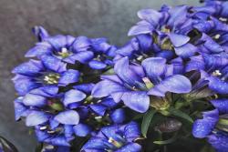 [龙胆花]龙胆花图片_花期_批发价格