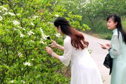 [栀子花]栀子花花期_种子种植方法