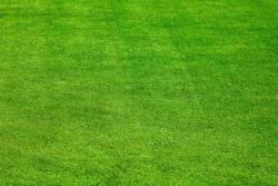剪股颖草坪种子批发价格和种植技巧