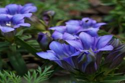 [龙胆花]龙胆花图片_花期_批发价格