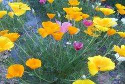 花菱草种子图片_价格_种植方法