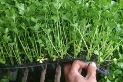 [芹菜种子]芹菜种子如何催芽_种植方法和时间