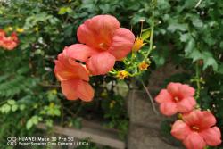 凌霄花图片及种植方法