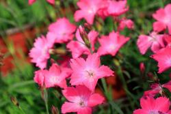 [欧石竹]欧石竹图片_价格_花语_种植方法