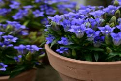 [龙胆花]龙胆花图片_花期_批发价格
