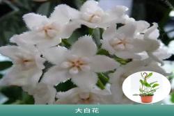 [球兰]球兰花图片_开花时间_种植方法