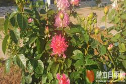 月季盆栽施肥的11个误区