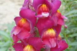 金鱼草花期是几月份