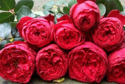 红色玫瑰的花语,红玫瑰的象征寓意