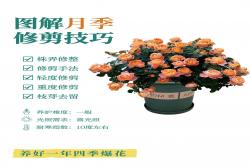 月季修剪的一些实用技巧
