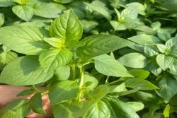 冬天可以种植荆芥吗