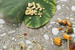 蔷薇花种子多久发芽