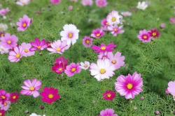 格桑花种子怎么种，需要泡水催芽吗？