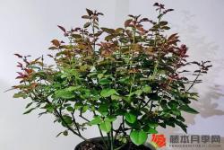夏季花后修剪快速复花指南