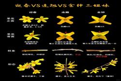 迎春、连翘、金钟三种早春花卉的区别
